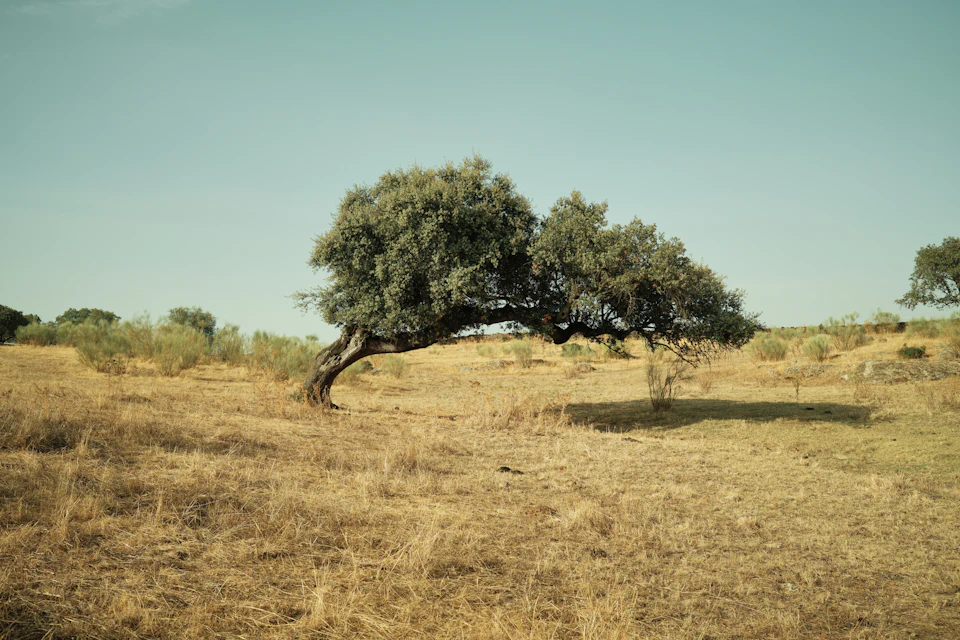 Encina solitaria en un campo dorado del Alentejo
