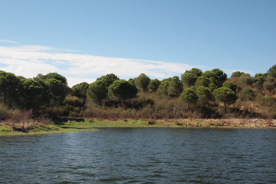 Água do Alqueva entre árvores na margem